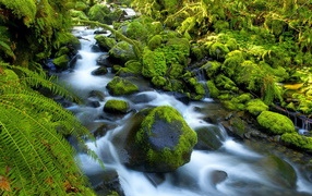 Река в джунглях