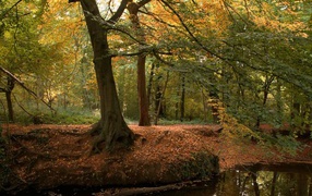 Лесная речка