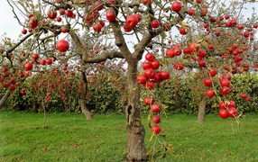 Осенние красные яблоки