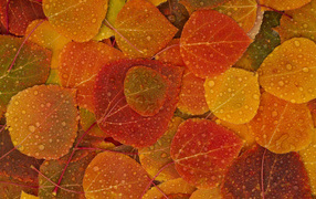 Autumn Texture