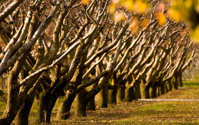 Осенние деревья