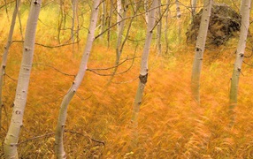 Autumn grass in the forest