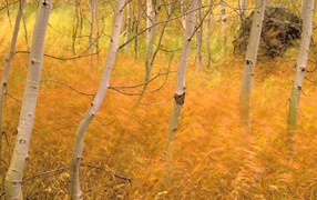 Осенняя трава в лесу