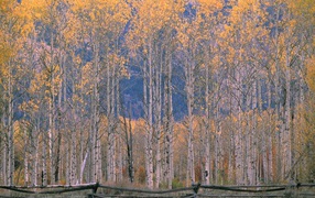 Осень в березовом лесу