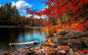 Autumn landscape - red leaves
