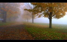 Осенний туман