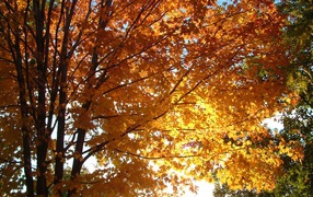 Осенние солнечные лучи