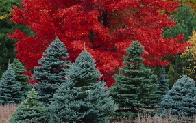 Осеннее дерево