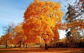 Big Autumn Trees