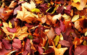 Carpet of leaves