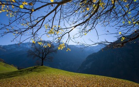 Опавшие листья Осень