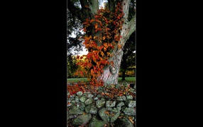 Осеннее дерево