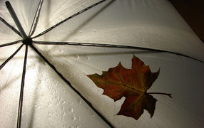 Maple leaf on the umbrella