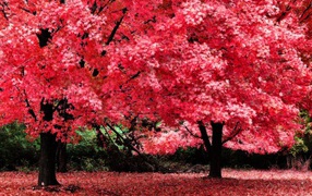 Розовая осенняя листва