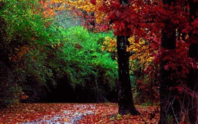 Red leaves in autumn forest