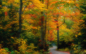 Scene of autumn forest
