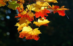 Shining Autumn Leaves