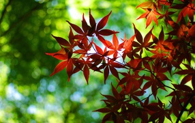 Ветка с листьями