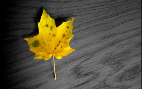 Желтый лист осенний