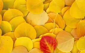 Yellow leaf fall