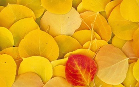 Yellow leaf litter