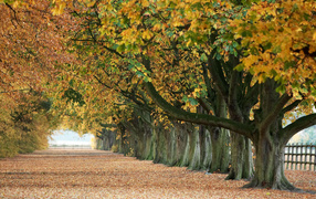 Пожелтевшие листья деревьев