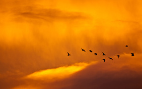 Birds at sunset