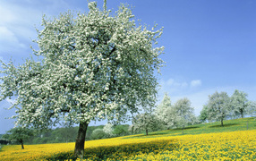Цветущие деревья