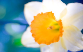 Распустившийся цветок