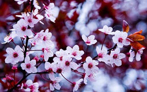 Цветущая весна