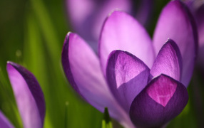 Весенний цветок