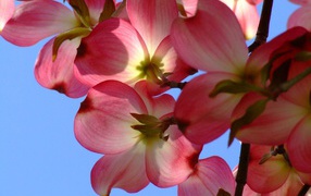 На фоне голубого неба