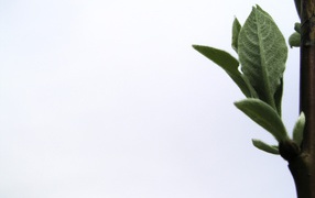 Новая жизнь