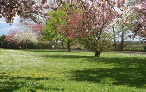 Весенняя полянка