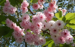 Розовые цветы весны