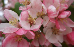 Цветы яблок