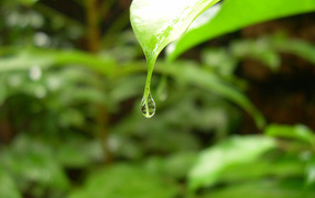 Весенний листок