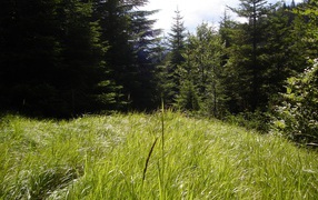 Лесная полянка