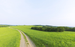 Зеленый мир весны