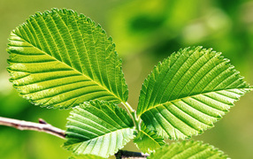 Обновленные листья вишни