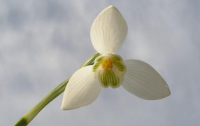 Небесный цветок