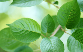 Зелень весны