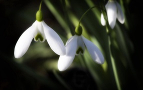 Символ весны