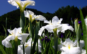 От земли к небу