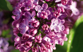 Утренняя раса