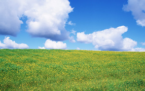 Желто зеленое поле