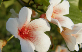 Стихи про весну