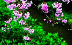 Весенний контраст