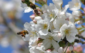 Весенняя пора