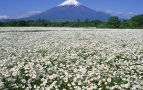 Огромное поле ромашек